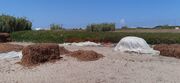 Terreno R�stico - A Ver-o-Mar, P�voa de Varzim, Porto - Miniatura: 7/9