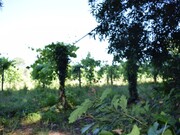 Terreno Rstico - Mazedo, Mono, Viana do Castelo - Miniatura: 4/4