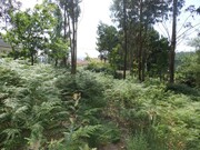 Terreno Urbano - Mazedo, Mono, Viana do Castelo - Miniatura: 9/9
