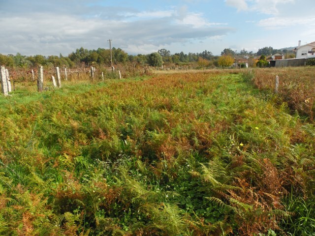 Terreno Rstico - Verdoejo, Valena, Viana do Castelo - Imagem grande