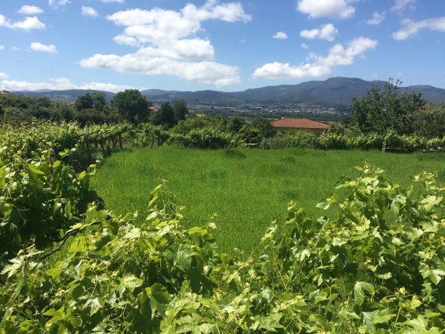 Terreno Rústico - Ganfei (São Salvador), Valença, Viana do Castelo - Imagem grande