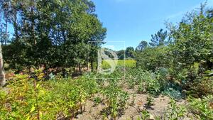 Terreno R�stico - Fragoso, Barcelos, Braga - Miniatura: 29/29