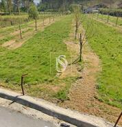 Terreno R�stico - ASSOCIA��O DE FREGUESIAS DO VALE DO NEIVA, Ponte de Lima, Viana do Castelo - Miniatura: 6/12