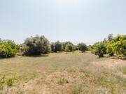 Terreno Rstico - Portunhos, Cantanhede, Coimbra - Miniatura: 2/9