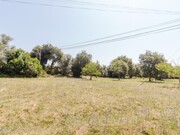 Terreno Rstico - Portunhos, Cantanhede, Coimbra - Miniatura: 8/9