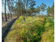 Terreno R�stico - Marinha das Ondas, Figueira da Foz, Coimbra - Miniatura: 8/9