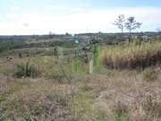 Terreno R�stico - Pai�o, Figueira da Foz, Coimbra - Miniatura: 6/9