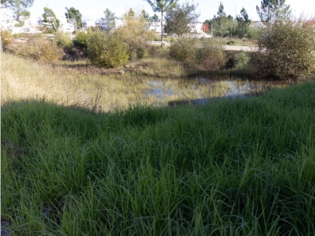 Terreno R�stico - An��, Cantanhede, Coimbra - Imagem grande