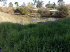 Terreno R�stico - An��, Cantanhede, Coimbra