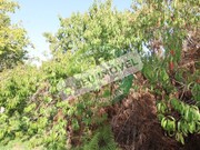Terreno R�stico - Pai�o, Figueira da Foz, Coimbra - Miniatura: 8/9