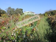 Terreno R�stico - Pai�o, Figueira da Foz, Coimbra - Miniatura: 9/9