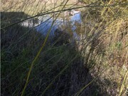 Terreno R�stico - An��, Cantanhede, Coimbra - Miniatura: 4/8