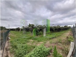 Terreno R�stico - Cov�es, Cantanhede, Coimbra