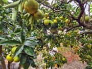 Terreno Urbano - Maiorca, Figueira da Foz, Coimbra - Miniatura: 3/9