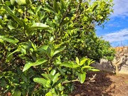 Terreno Urbano - Maiorca, Figueira da Foz, Coimbra - Miniatura: 5/9