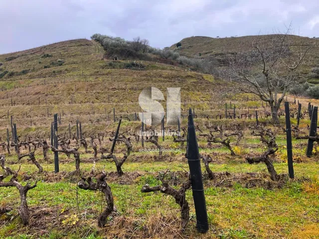 Terreno Urbano T0 - Candedo, Mur�a, Vila Real - Miniatura: 19/39