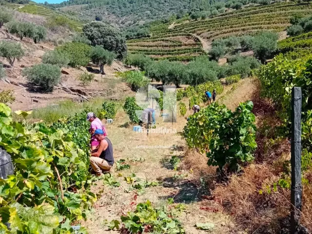Terreno Urbano T0 - Candedo, Mur�a, Vila Real - Miniatura: 29/39