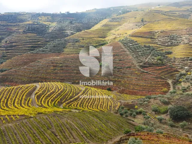 Terreno Urbano T0 - Candedo, Mur�a, Vila Real - Miniatura: 39/39