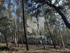 Terreno R�stico T0 - Mansores, Arouca, Aveiro - Miniatura: 6/6