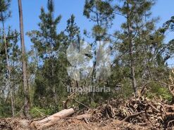 Terreno R�stico T0 - Nossa Senhora da Piedade, Our�m, Santar�m - Miniatura: 5/9