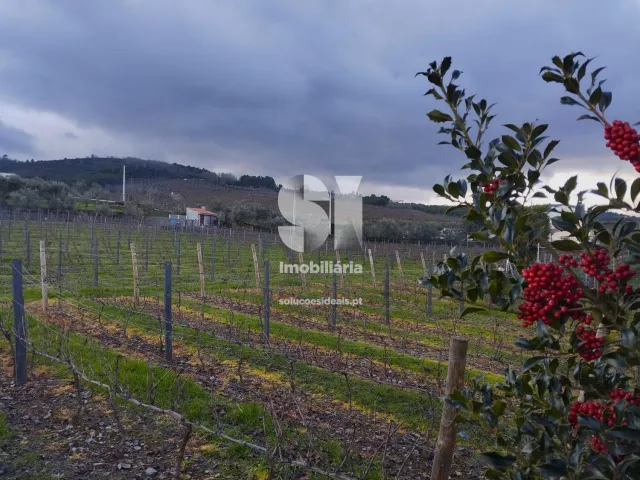 Terreno Urbano T0 - Vilarinho de S�o Rom�o, Sabrosa, Vila Real - Imagem grande