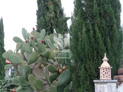 Quinta T6 - Pombeiro da Beira, Arganil, Coimbra - Miniatura: 18/33