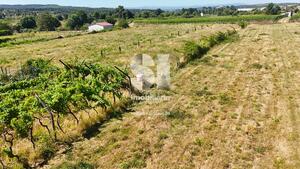 Terreno Rstico - So Martinho de Antas e Paradela de Guies, Sabrosa, Vila Real - Miniatura: 3/21