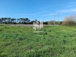 Terreno R�stico - Vieira de Leiria, Marinha Grande, Leiria - Miniatura: 5/5