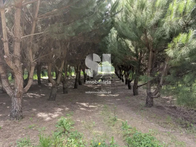 Terreno Urbano T0 - Folques, Arganil, Coimbra - Miniatura: 9/9