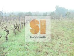 Terreno R�stico T0 - Arrifana, Vila Nova de Poiares, Coimbra - Miniatura: 18/33