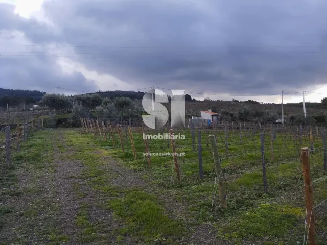 Terreno Urbano T0 - Vilarinho de S�o Rom�o, Sabrosa, Vila Real - Miniatura: 6/7