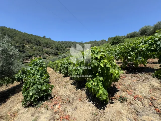 Moradia T4 - Covas do Douro, Sabrosa, Vila Real - Miniatura: 18/24