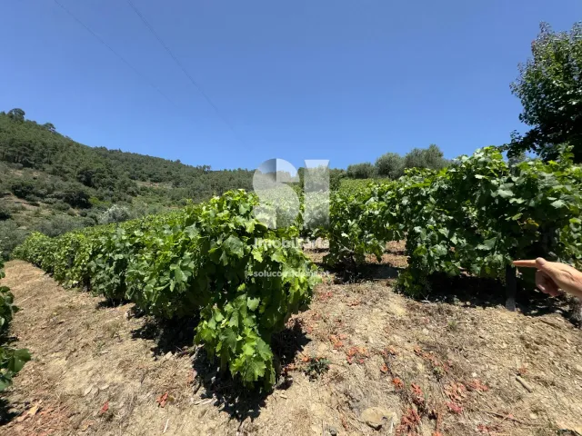 Moradia T4 - Covas do Douro, Sabrosa, Vila Real - Miniatura: 19/24