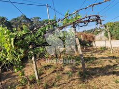 Terreno R�stico T0 - Astromil, Paredes, Porto - Miniatura: 16/46