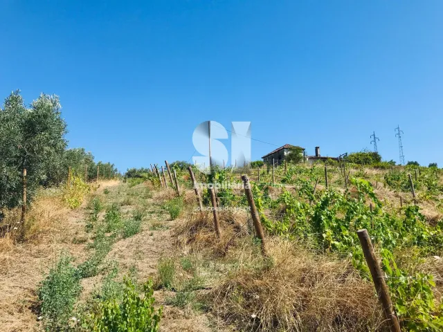 Quinta T4 - Peso da R�gua, Peso da R�gua, Vila Real - Miniatura: 5/26