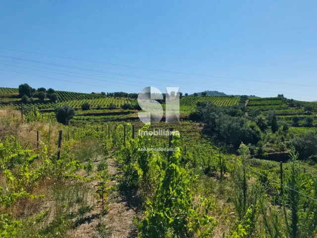 Quinta T4 - Peso da R�gua, Peso da R�gua, Vila Real - Miniatura: 6/26