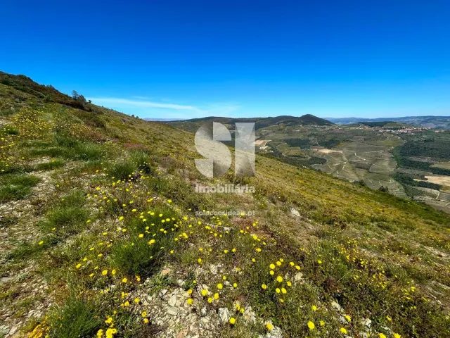 Terreno Urbano T0 - Provesende, Sabrosa, Vila Real - Miniatura: 4/26