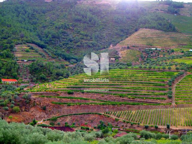 Quinta T1 - Covas do Douro, Sabrosa, Vila Real - Imagem grande