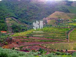 Quinta T1 - Covas do Douro, Sabrosa, Vila Real
