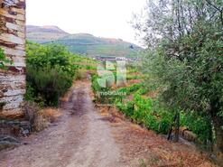 Quinta T1 - Covas do Douro, Sabrosa, Vila Real - Miniatura: 4/11