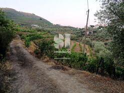 Quinta T1 - Covas do Douro, Sabrosa, Vila Real - Miniatura: 5/11