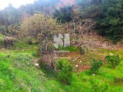 Terreno Rstico - Paradela de Guies, Sabrosa, Vila Real - Miniatura: 6/29
