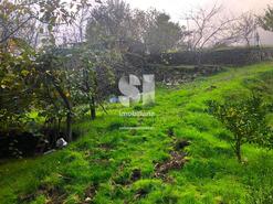 Terreno Rstico - Paradela de Guies, Sabrosa, Vila Real - Miniatura: 15/29