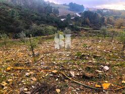 Terreno Rstico - Paradela de Guies, Sabrosa, Vila Real - Miniatura: 17/29