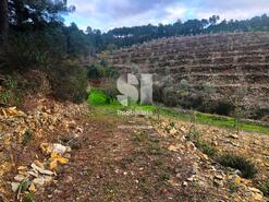 Terreno Rstico - Paradela de Guies, Sabrosa, Vila Real - Miniatura: 20/29