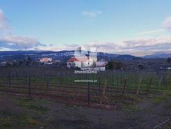 Terreno Rstico - Vilarinho de So Romo, Sabrosa, Vila Real - Miniatura: 5/7