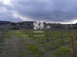 Terreno Rstico - Vilarinho de So Romo, Sabrosa, Vila Real - Miniatura: 6/7