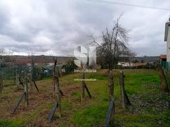 Terreno Rstico - Paos, Sabrosa, Vila Real - Miniatura: 2/19