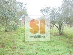 Terreno R�stico T0 - Arrifana, Vila Nova de Poiares, Coimbra - Miniatura: 23/33
