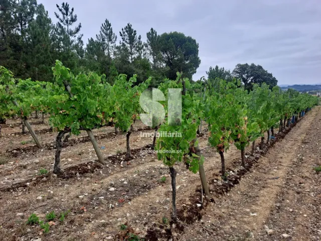 Terreno Urbano T0 - Arcos, Anadia, Aveiro - Imagem grande
